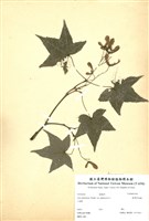 藏品(臺灣掌葉槭)的圖片